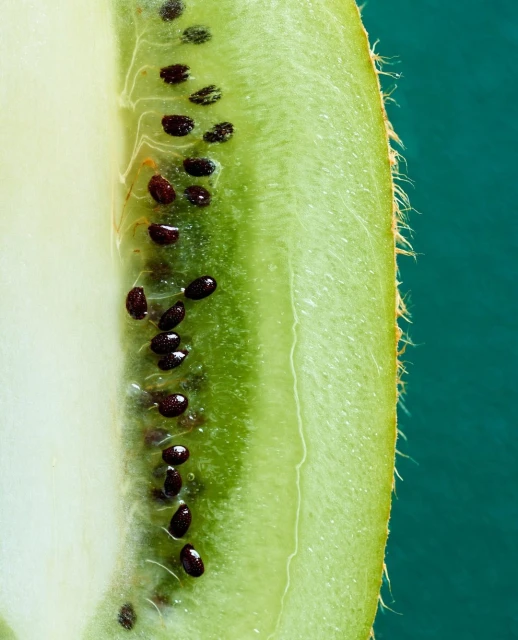 A vibrant macro image displaying a halved kiwi fruit, showcasing its green flesh, black seeds, and fuzzy brown skin against a teal backdrop.