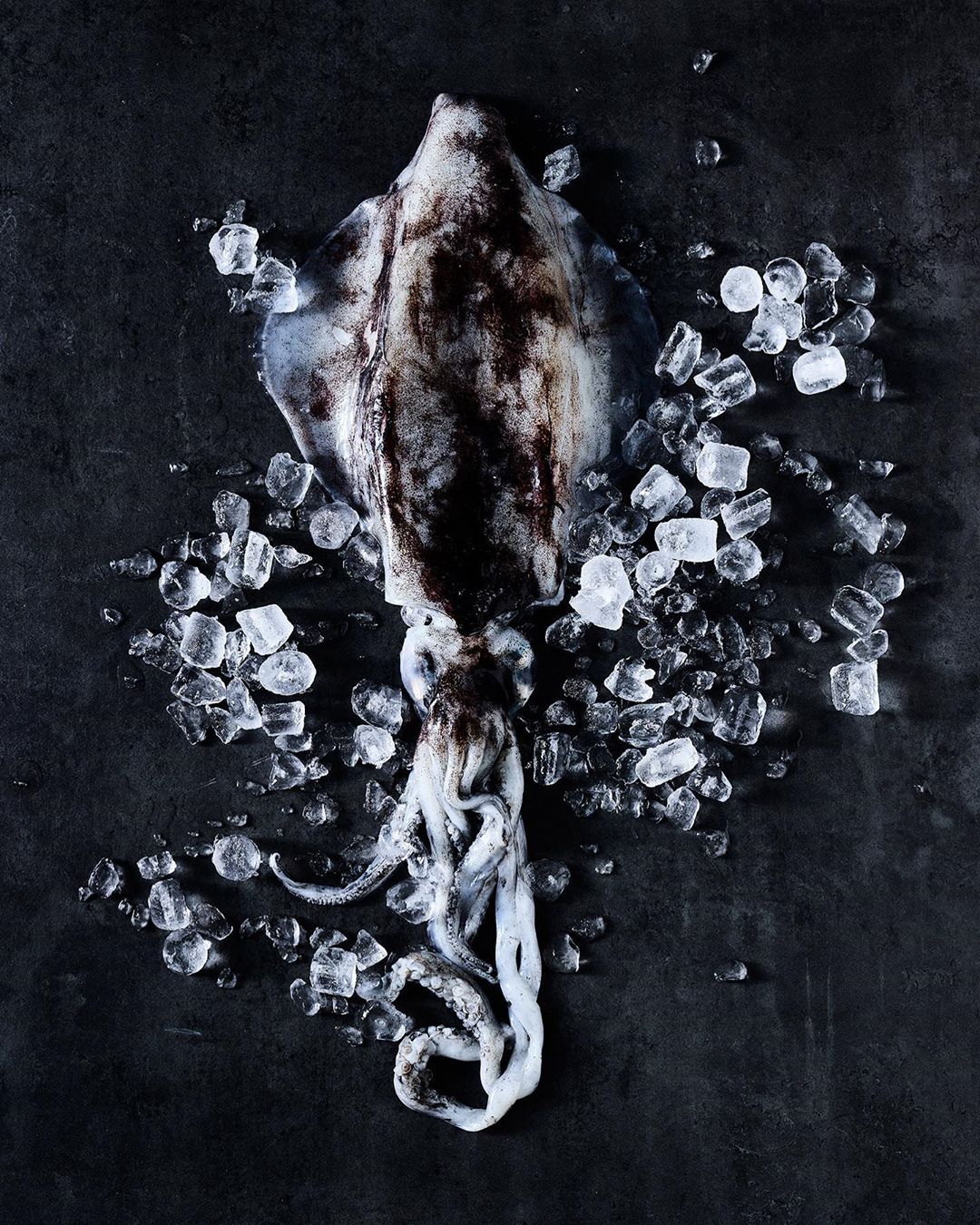 Overhead shot of a fresh squid on a bed of ice cubes. The squid is dark in color and the ice cubes are clear and reflective.