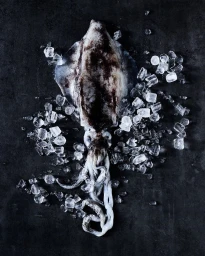 Fresh whole squid resting on crushed ice cubes over a dark textured stone background