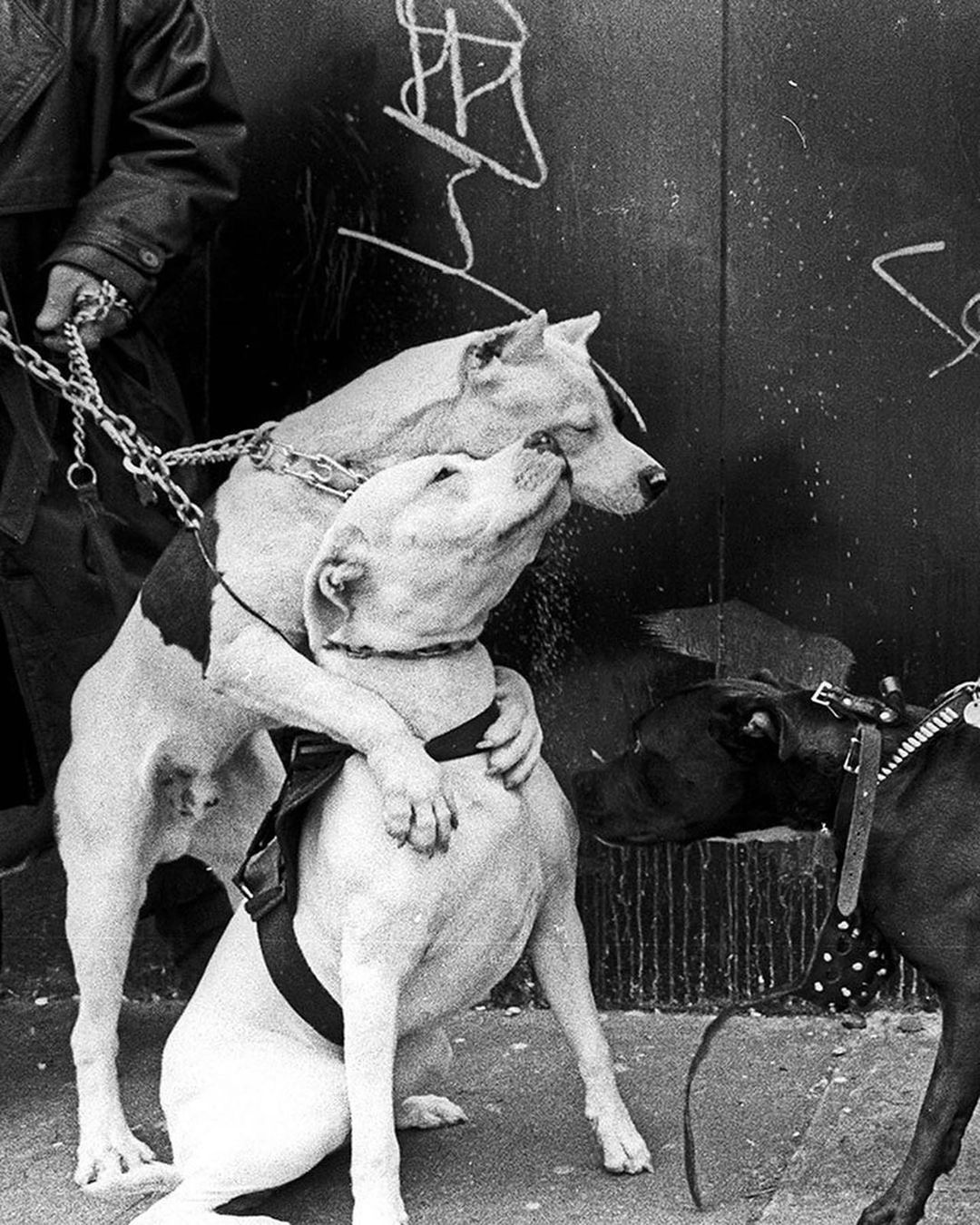 Two white pitbull dogs embrace in front of a dark wall with graffiti while another dog stands nearby; a man holds their leashes.
