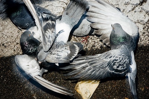 Flock of pigeons huddled together on concrete ground in an urban setting, capturing a close-up view of the birds and their interaction.