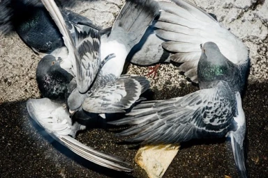 Close-up overhead shot of multiple pigeons fighting on a textured concrete pavement ground in New York