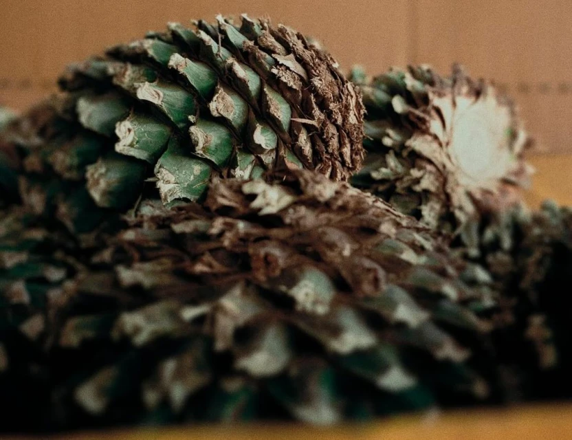 Close-up of multiple pineapple-like blue agave plants, showing their spiky leaves and textures, with a blurred, earthy background.
