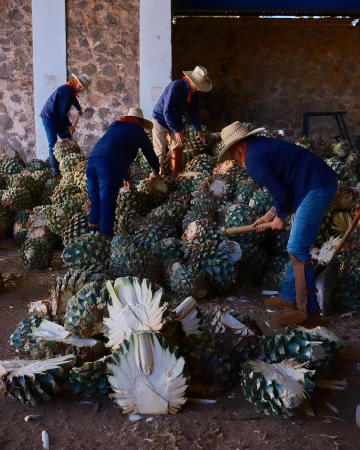 Four men wearing straw hats chop agave plants in an industrial setting. Harvested agave plants are in large piles.