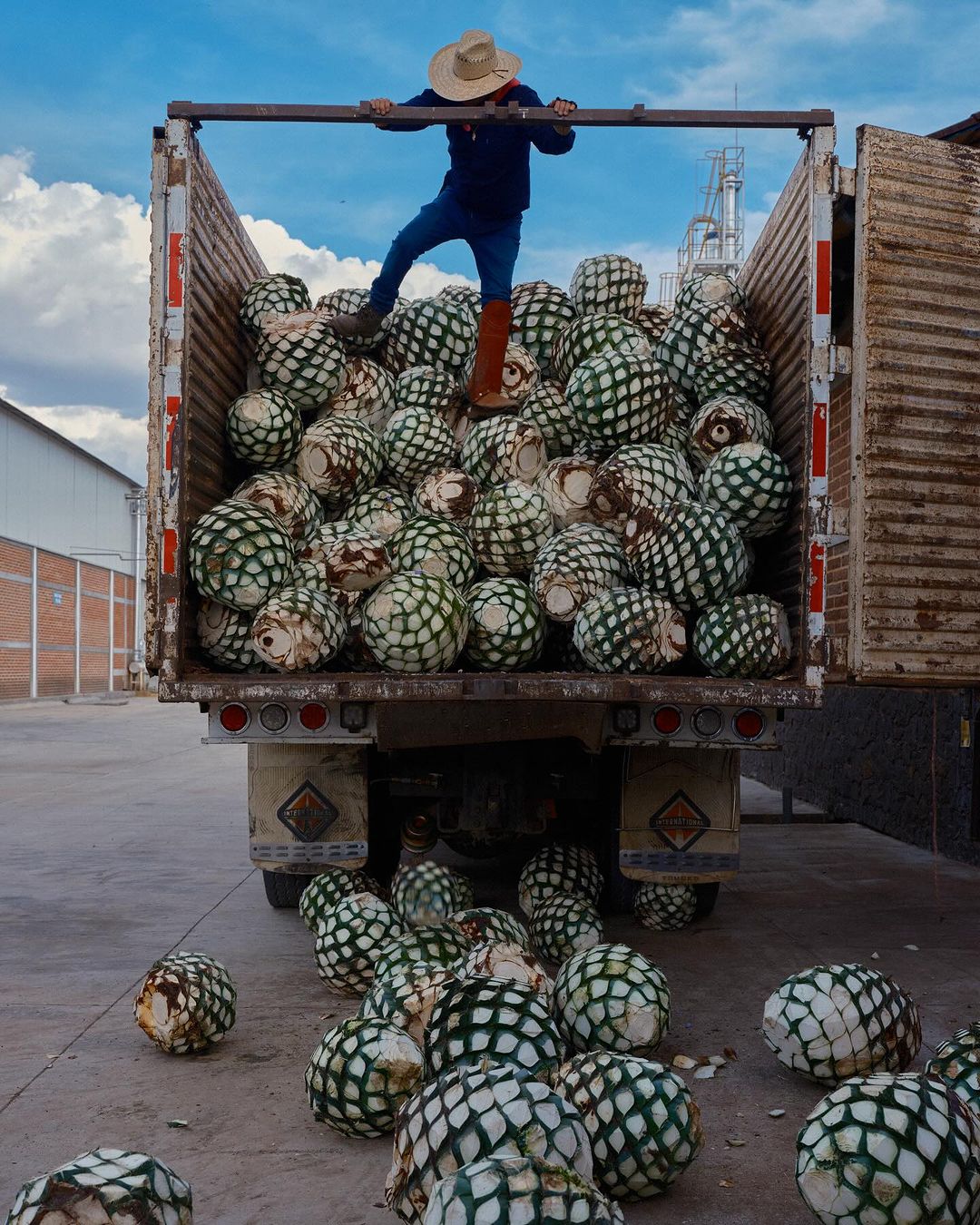 Man in hat stands on harvested agave plants loaded on truck bed against partly cloudy sky in rural outdoor setting during daytime.