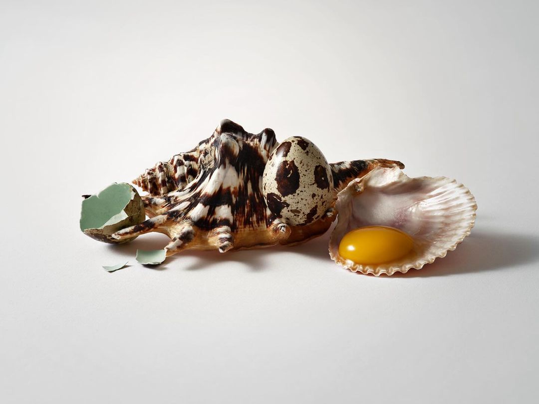 Close-up studio shot of speckled egg in a shell next to a cracked eggshell and another open shell revealing the egg yolk on a white surface.