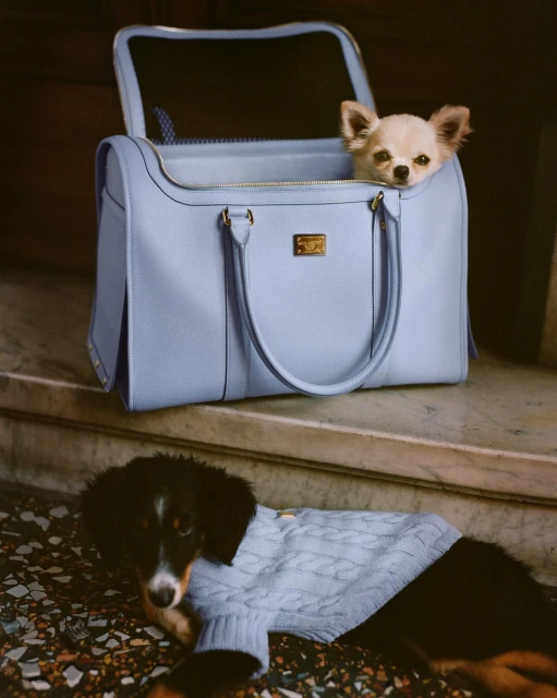 Two dogs, a chihuahua in a light blue pet carrier and a second dog in a sweater, sitting on terrazzo flooring indoors.