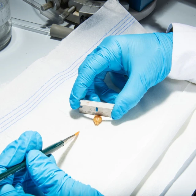 Lab worker in a white coat and blue gloves uses a razor blade and small paint brush to cut a small specimen on a white paper towel.