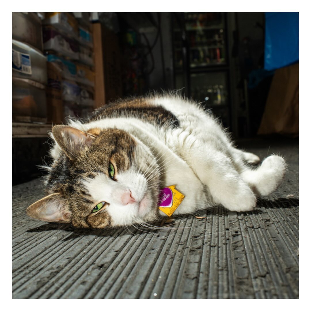 Close-up of a tabby and white cat lying on a gray surface indoors, looking at the camera, and wearing a purple and yellow collar.