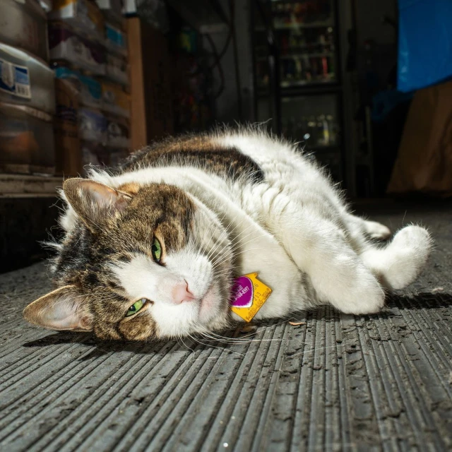 Close-up of a tabby and white cat lying indoors on a dark surface with a yellow tag around its neck, gazing towards the camera.