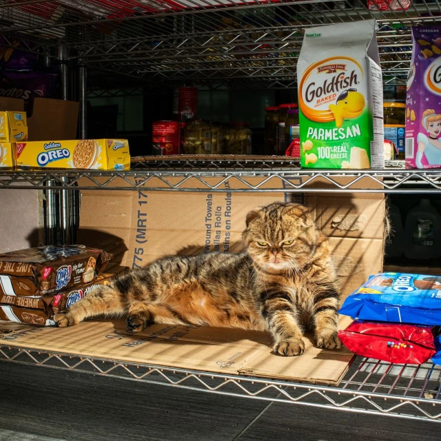 Domestic cat lounging on a wire rack shelf amidst stacks of Oreo cookies and Goldfish crackers in an indoor storage setting.