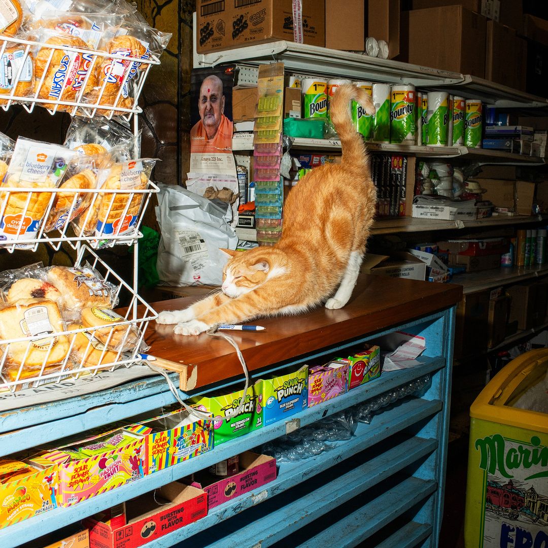Ginger cat stretches on a blue counter in a convenience store, surrounded by snacks and sundry items, in a candid, brightly lit scene.
