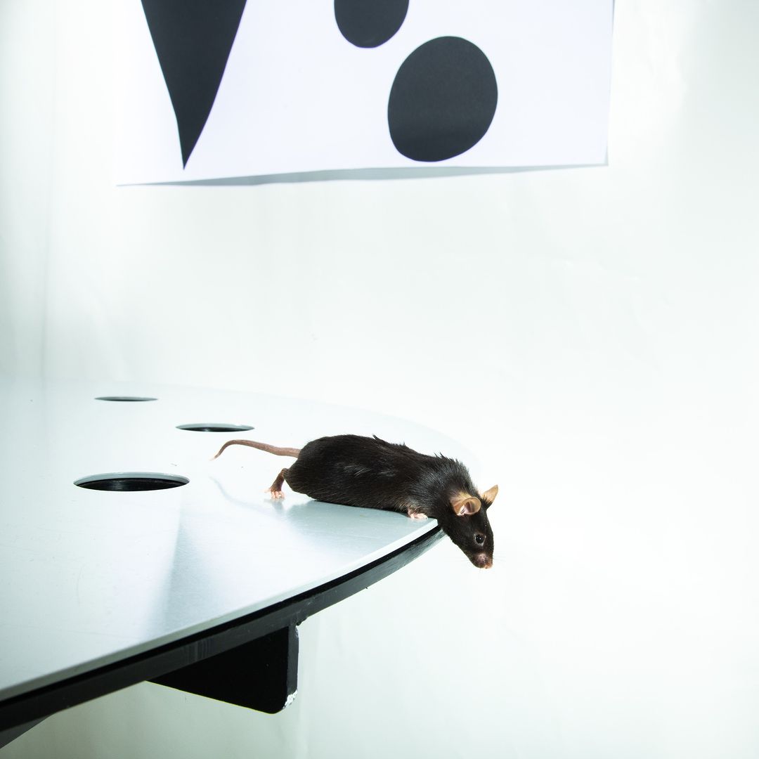 A dark-brown mouse at the edge of a table with circular cutouts, facing forward, in a brightly lit indoor setting against a white background.