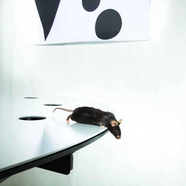 A dark-brown mouse at the edge of a table with circular cutouts, facing forward, in a brightly lit indoor setting against a white background.