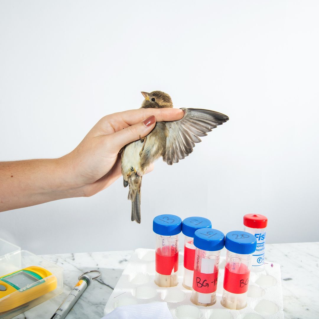 Hand holds a small bird with open wings, specimens in test tubes on a marble surface, studio lighting against a white background.