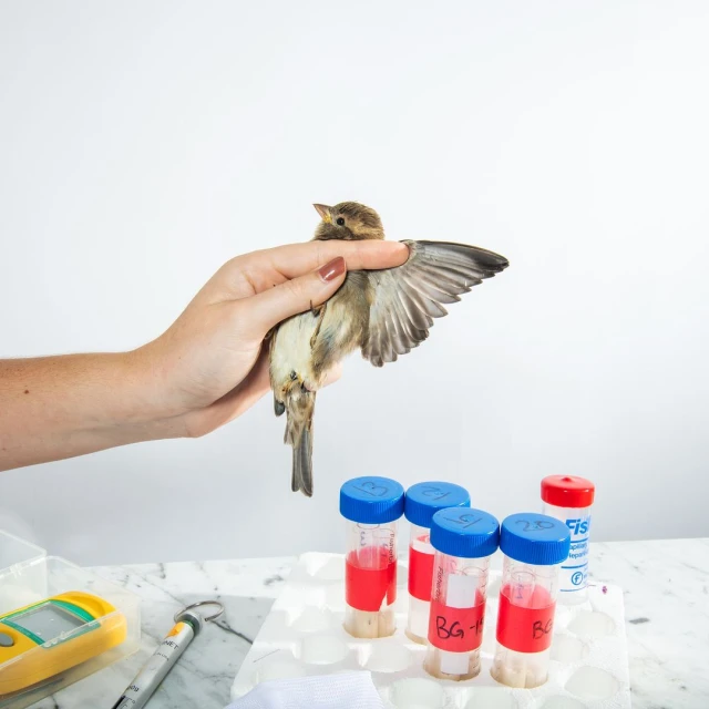 Hand holds a small bird with open wings, specimens in test tubes on a marble surface, studio lighting against a white background.