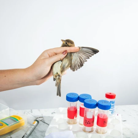 Hand holds a small bird with open wings, specimens in test tubes on a marble surface, studio lighting against a white background.