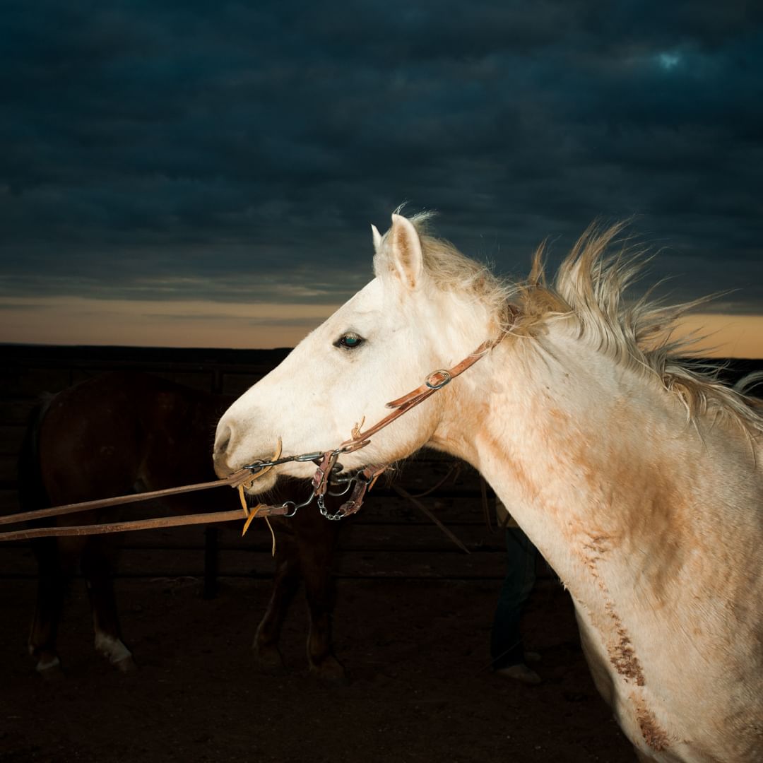 Close-up shot of a light-colored horse with a bridle standing outdoors in a sandy paddock at dusk with a cloudy sky in the background.