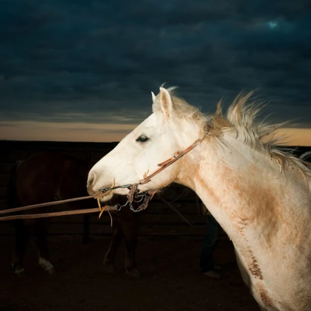 Close-up shot of a light-colored horse with a bridle standing outdoors in a sandy paddock at dusk with a cloudy sky in the background.