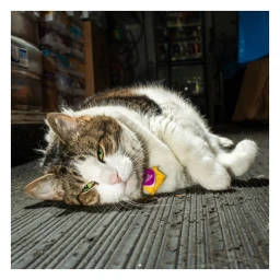 Tabby and white cat lying on a ribbed dark floor wearing a tag on its collar