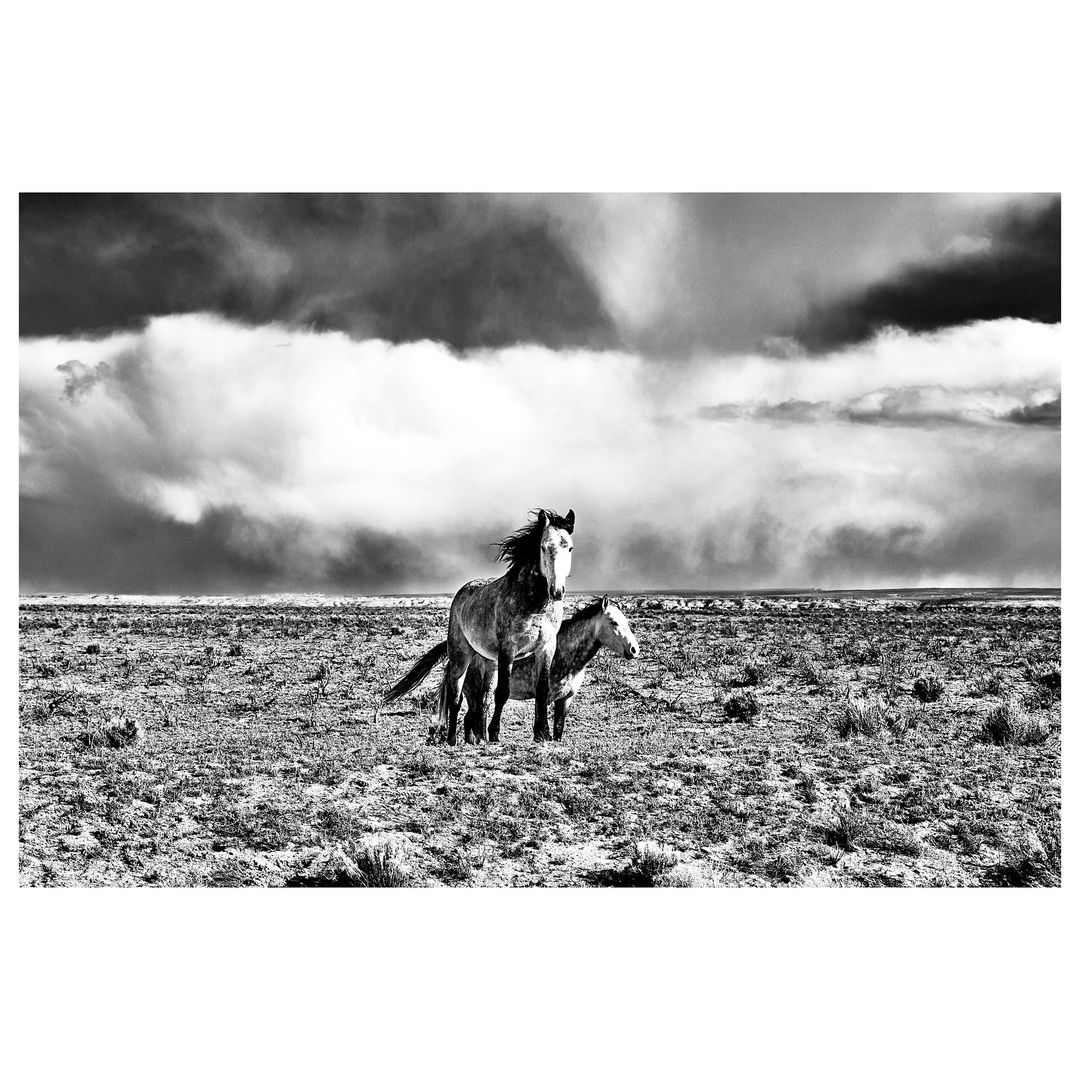 Black and white photograph of two horses standing in a field, beneath a dramatic sky filled with dark, heavy storm clouds.