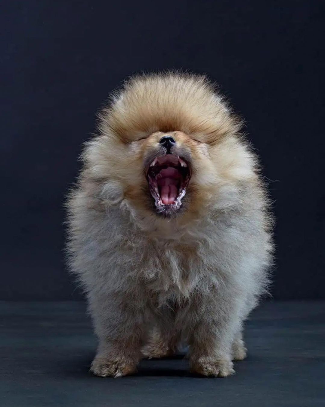 Close-up studio shot of a fluffy, cream-colored Pomeranian dog with its mouth wide open in a yawn or growl against a dark gray background.
