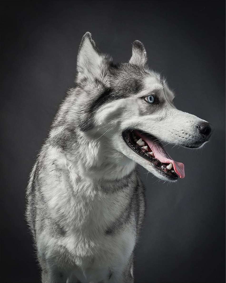 Close-up portrait of a grey and white Siberian Husky with blue eyes, mouth open and tongue visible against a dark grey backdrop.