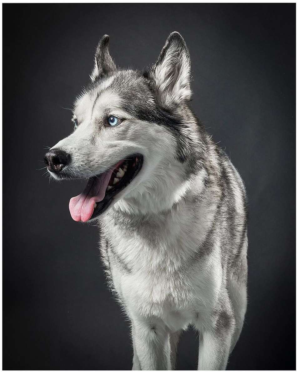Portrait of a husky with blue eyes, captured in a studio setting. The dog has gray and white fur, and its tongue is visible.
