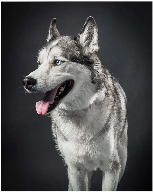 Portrait of a husky with blue eyes, captured in a studio setting. The dog has gray and white fur, and its tongue is visible.
