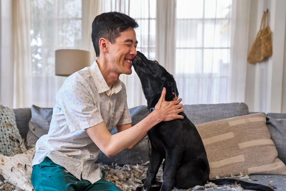 Man smiles as black dog nuzzles his face indoors on a gray couch with pillows and scattered white feathers in a well-lit living room.