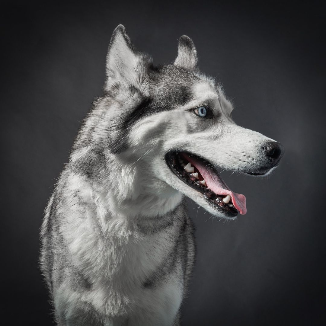 Headshot of an adult husky breed dog with grey and white fur and blue eyes, set against a plain grey backdrop in a studio setting.