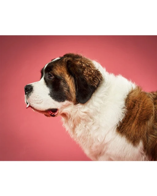 Close-up profile portrait of a Saint Bernard dog with white and brown fur, against a solid pink background in a studio shot.