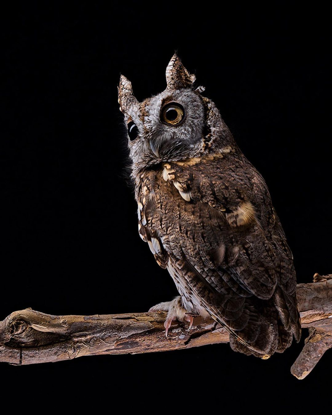 Detailed studio portrait of a mottled brown-grey Scop's owl perched on a weathered branch against a stark black backdrop, looking to the left.