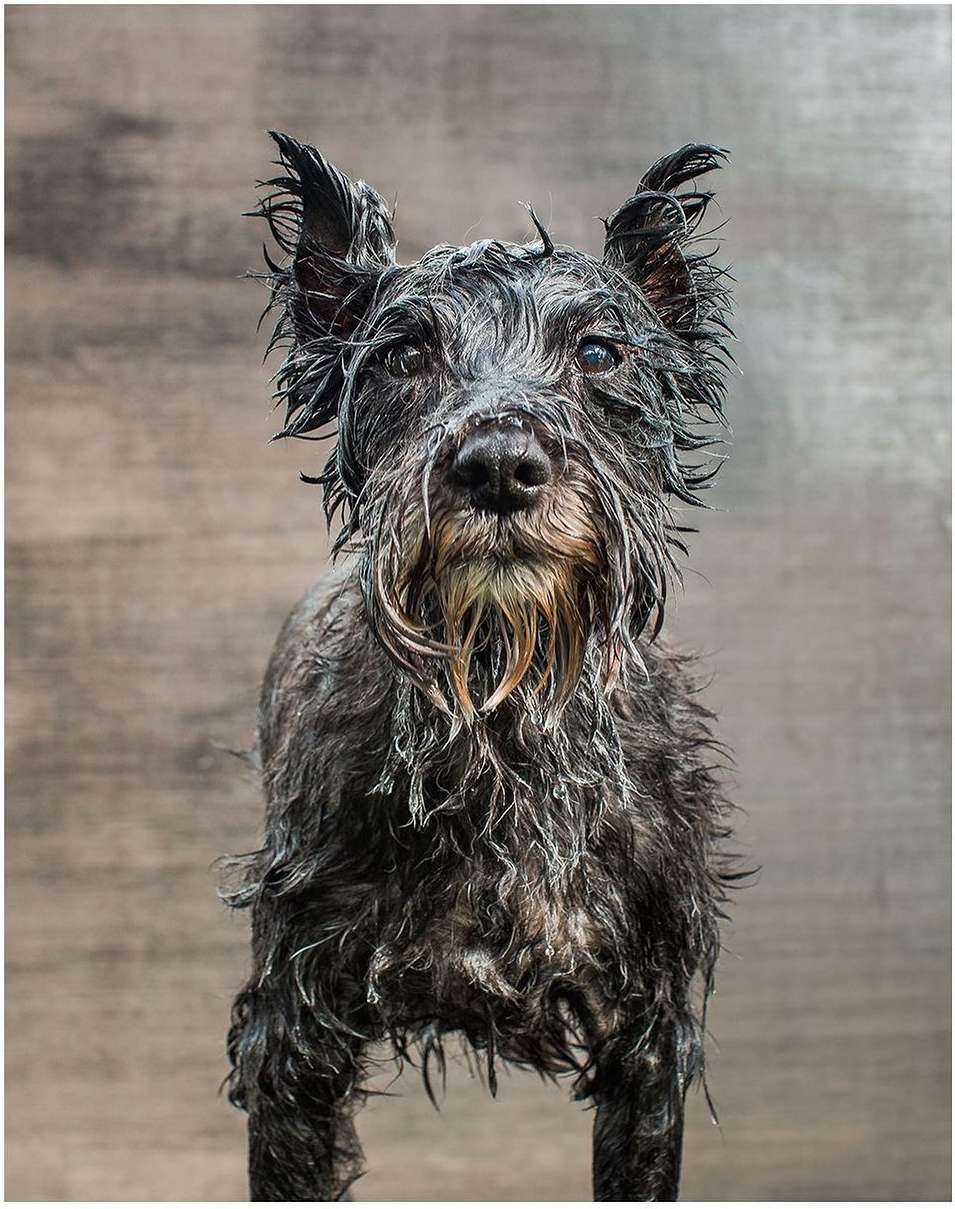 A wet, black Schnauzer dog looks directly at the camera against a simple brown background. Studio shot portrait of a purebred.