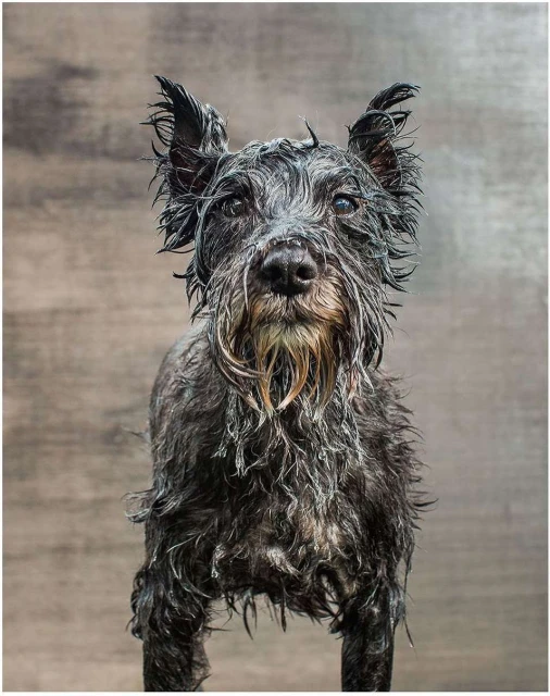 A wet, black Schnauzer dog looks directly at the camera against a simple brown background. Studio shot portrait of a purebred.