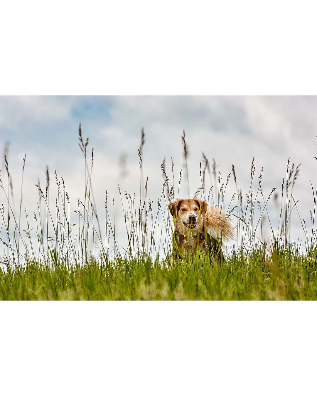 A medium-haired golden dog stands among tall grass and weeds in an outdoor field under a partly cloudy sky, looking forward.