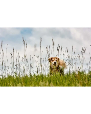 A medium-haired golden dog stands among tall grass and weeds in an outdoor field under a partly cloudy sky, looking forward.