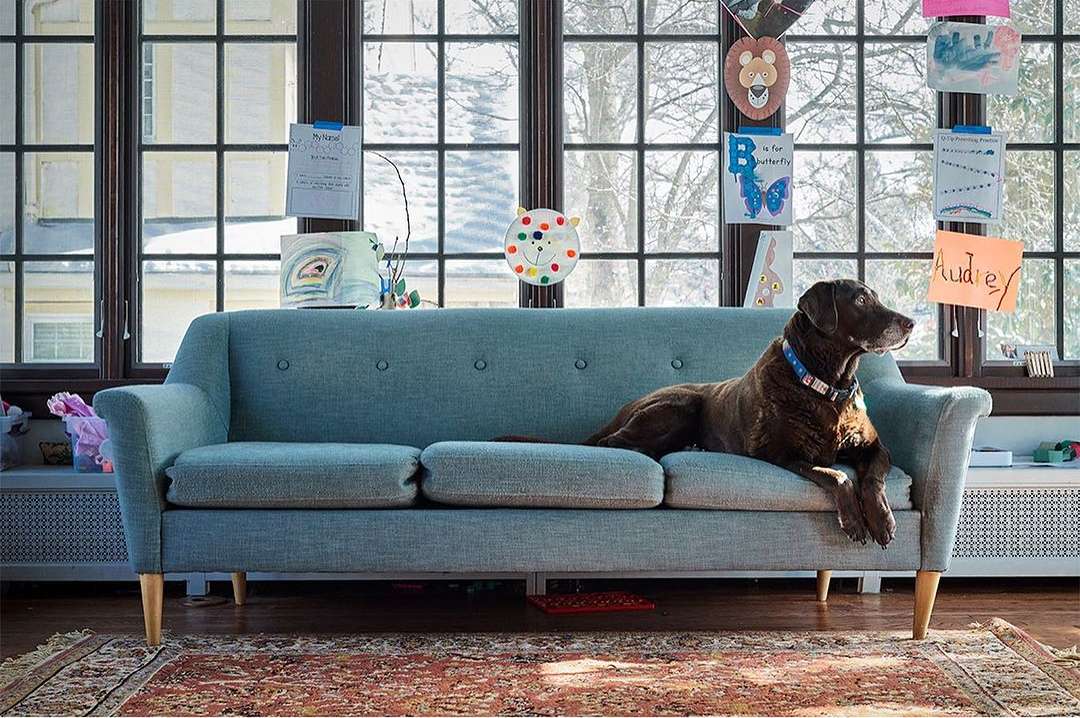 A brown dog with a blue collar lounges on a light-blue couch in front of a large window with children's art hanging on it.