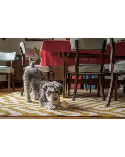 Grey Schnauzer dog plays with a tennis ball on a herringbone patterned rug in a dining room with chairs and a red-covered table.