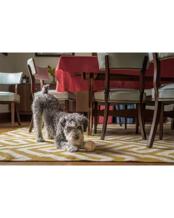 Grey Schnauzer dog plays with a tennis ball on a herringbone patterned rug in a dining room with chairs and a red-covered table.