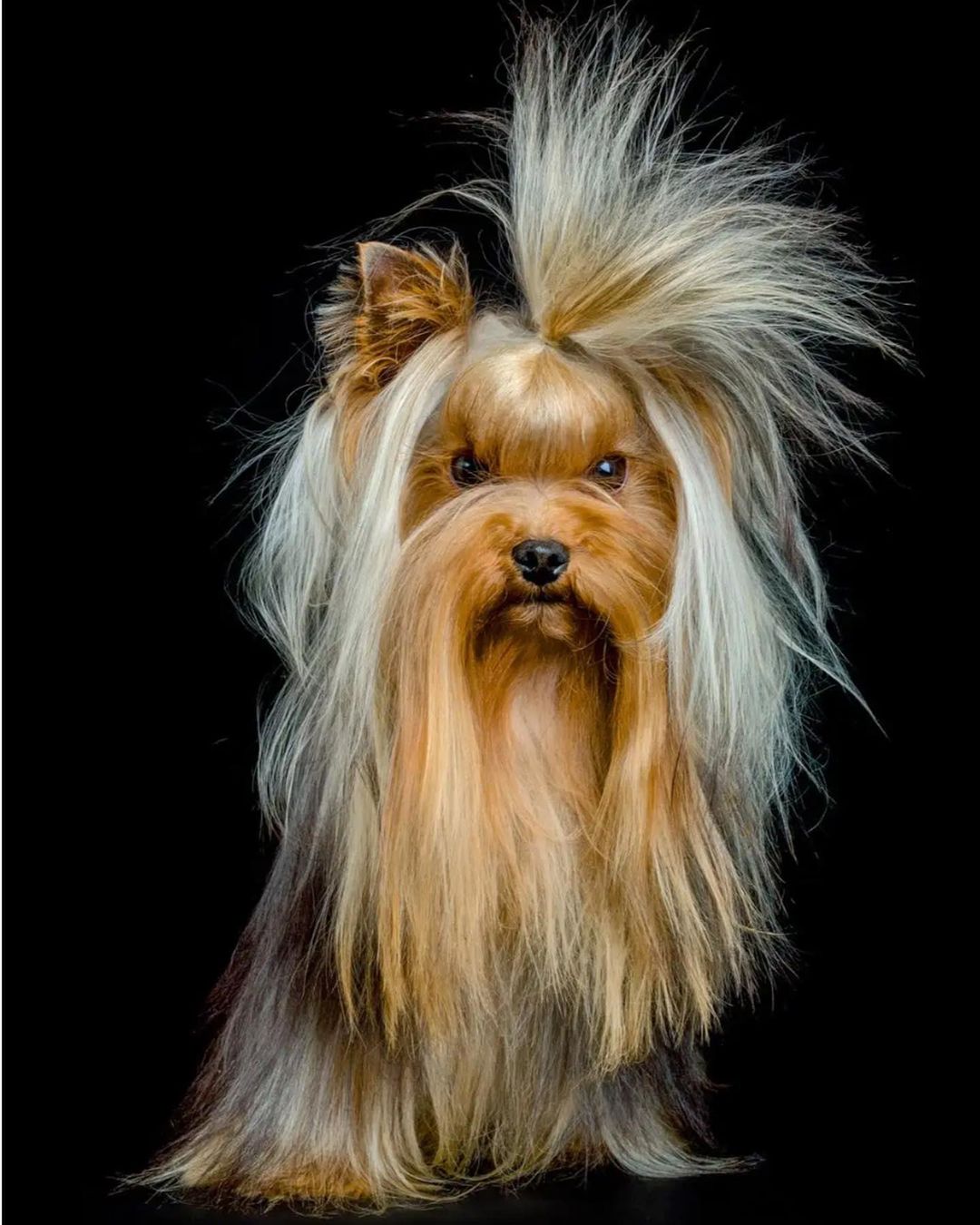 Yorkshire terrier dog portrait on a black background, featuring long golden and brown hair and a top knot.