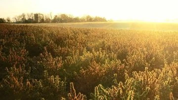 Overhead shot of a field of hemp plants in the golden light of dusk. Trees and the hint of a building are in the background.