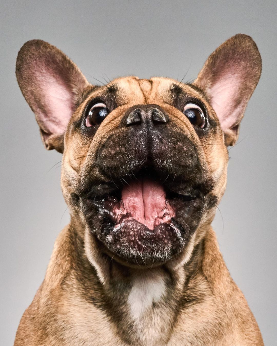 Close-up portrait of an expressive tan French bulldog with its mouth open, against a neutral gray background in a studio setting.