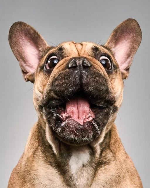 Close-up portrait of an expressive tan French bulldog with its mouth open, against a neutral gray background in a studio setting.