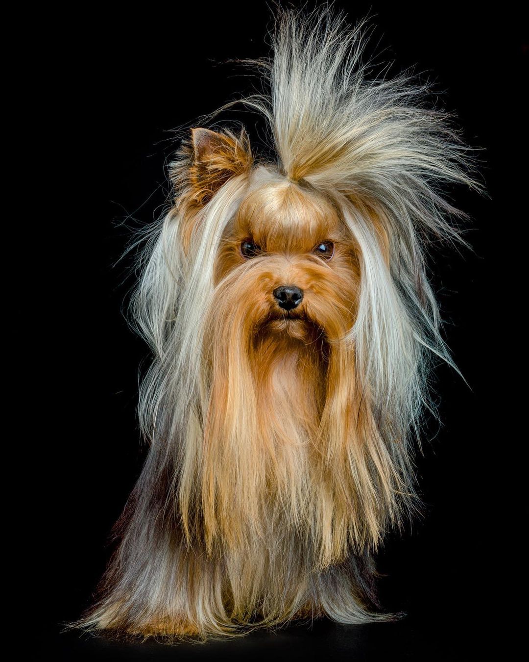 Portrait of a long-haired tan and grey Yorkshire Terrier dog looking directly at the camera against a dark black studio background.