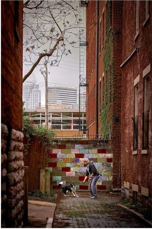 Adult man in casual clothing plays with a black-and-white Border Collie dog in an alleyway framed by brick buildings and a distant cityscape.