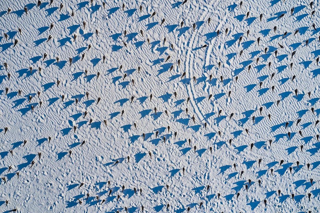 Aerial view captures a large group of people walking on a sandy beach casting long shadows in the bright sunlight.