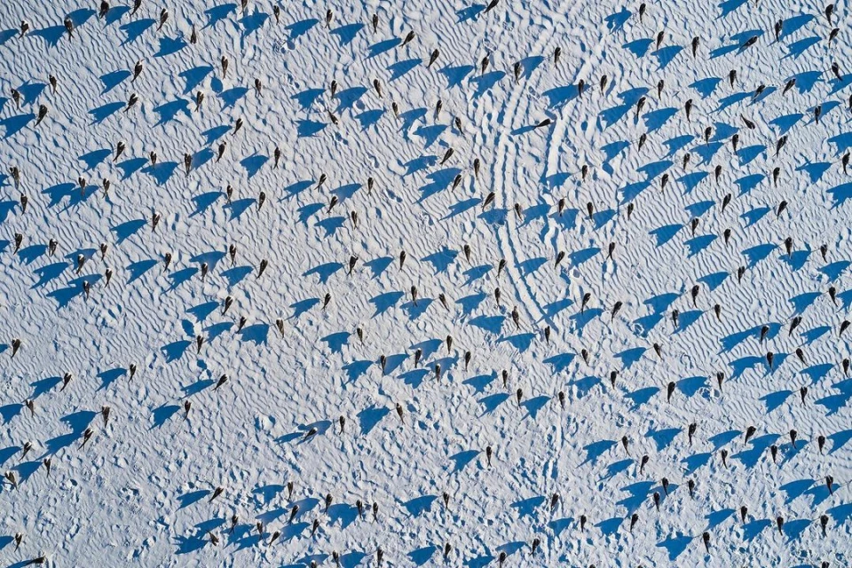 Aerial view captures a large group of people walking on a sandy beach casting long shadows in the bright sunlight.