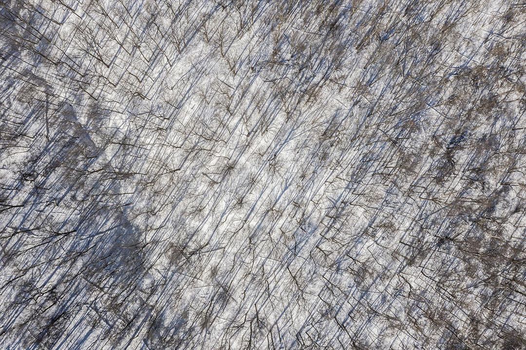 Aerial view of a forest in winter with snow covering the ground and bare trees creating a dense pattern of lines and shadows.
