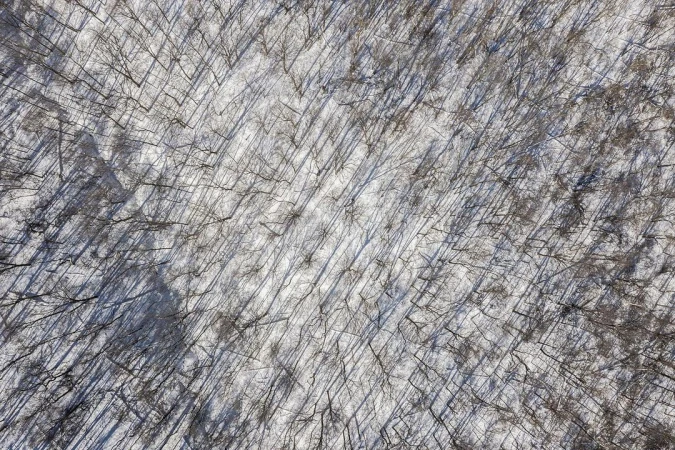 Aerial view of a forest in winter with snow covering the ground and bare trees creating a dense pattern of lines and shadows.